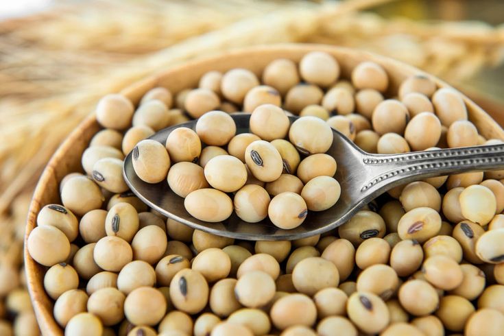 Quality Control & Laboratory Testing Standards in Iranian Soybean Seed Export